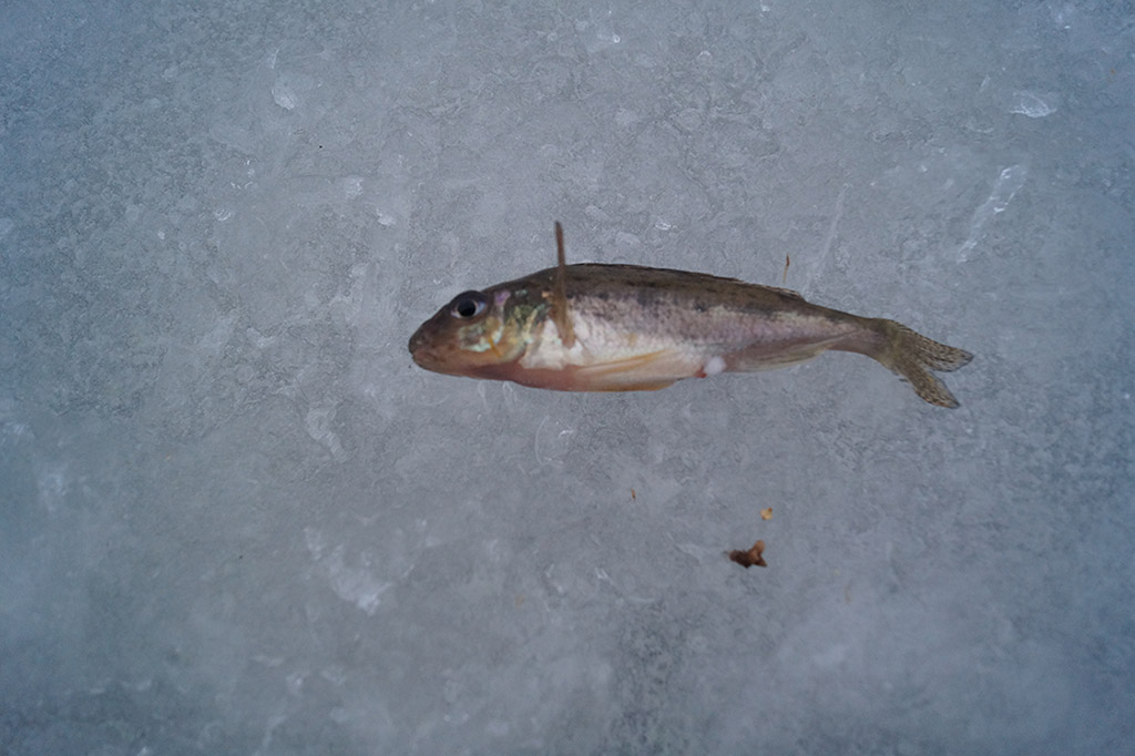 Рыба ерш: описание, особенности, фото
