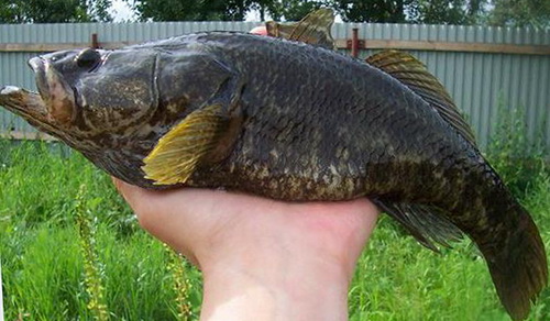 Как выглядит рыба ротан фото