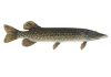 Рыба щука